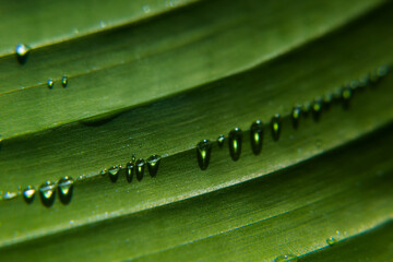 Tropical rich green banana leaf with dew and water drops as diagonal stripes with blink in...