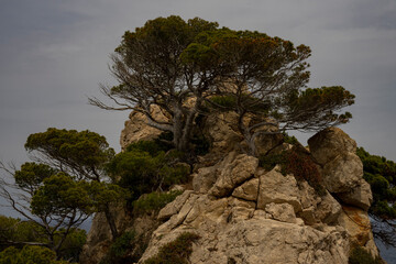 Obraz na płótnie Canvas Drzewa na skale, wysokie klify, Palma de Mallorca