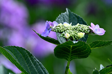 梅雨に鮮やかな紫陽花