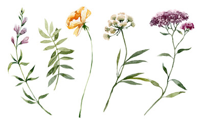 Plant wildflower. Watercolor botanical illustration botanical. - obrazy, fototapety, plakaty