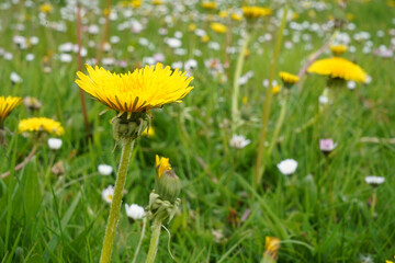 Spring green lawn with yellow and white dandelion flowers. Spring. Background   
