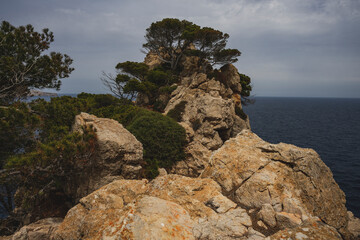 Drzewa na skale, wysokie klify, Palma de Mallorca