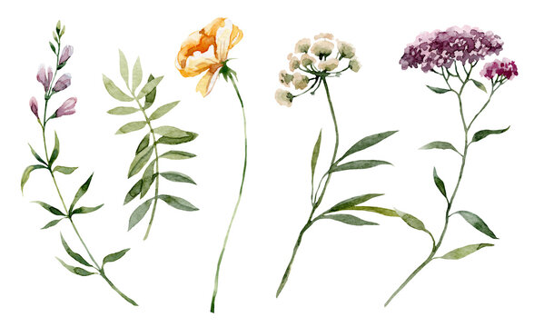 Plant wildflower. Watercolor botanical illustration botanical.
