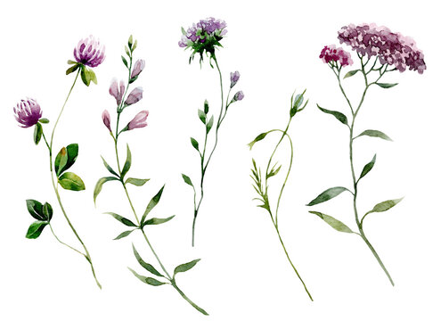 Plant wildflower. Watercolor botanical illustration botanical.