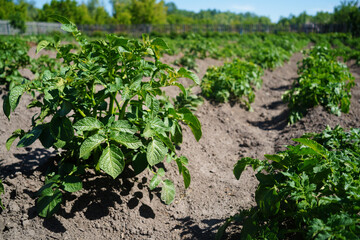Fototapeta na wymiar potatoes are growing. growing potatoes. green potato bush close-up