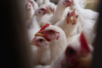 White chickens in close-up. many chickens