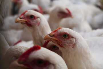 White chickens in close-up. many chickens