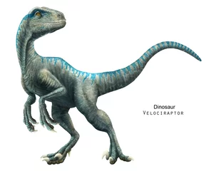 Foto op Plexiglas Dinosaurus Velociraptor illustration. Dinosaur of Cretaceous Period. Predator dinosaur