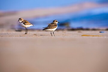 bird on the beach, Lesser sand plover, Charadrius mongolus, small wader.
