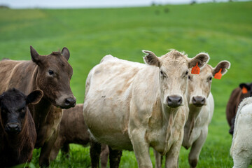 Stud Angus, wagyu, Murray grey, Dairy and beef Cows and Bulls grazing on grass and pasture in a field. The animals are organic and free range, being grown on an agricultural farm in Australia.