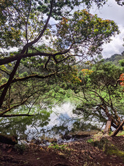 The trees around the green lake. Dieng, Indonesia