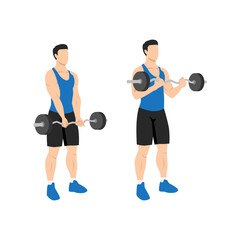 Man doing ez barbell curl. Flat vector illustration isolated on different layers. Workout character - obrazy, fototapety, plakaty