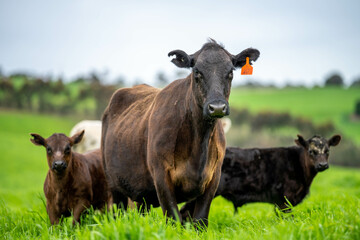 Stud Angus, wagyu, Murray grey, Dairy and beef Cows and Bulls grazing on grass and pasture in a...