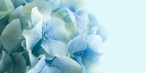 Beautiful blooming blue hydrangea flowers. Floral background.
