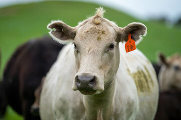 Stud Angus, wagyu, Murray grey, Dairy and beef Cows and Bulls grazing on grass and pasture in a field. The animals are organic and free range, being grown on an agricultural farm in Australia.