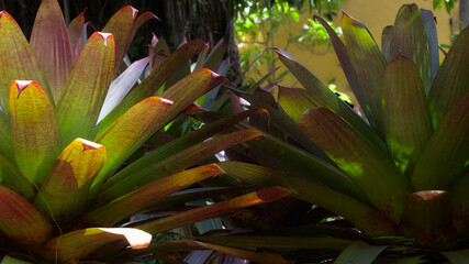 Alcantarea plant illuminated by the sun in a shaded garden.