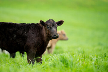 Fototapeta premium Stud Angus, wagyu, Murray grey, Dairy and beef Cows and Bulls grazing on grass and pasture in a field. The animals are organic and free range, being grown on an agricultural farm in Australia.