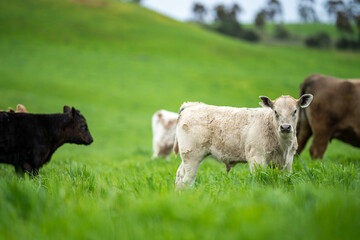 Stud Angus, wagyu, Murray grey, Dairy and beef Cows and Bulls grazing on grass and pasture in a...