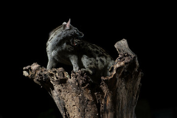 A common genet (Genetta genetta) on a dead poplar with black background