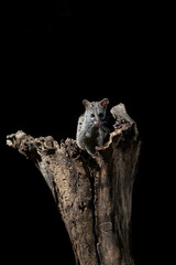 A common genet (Genetta genetta) on a dead poplar with black background