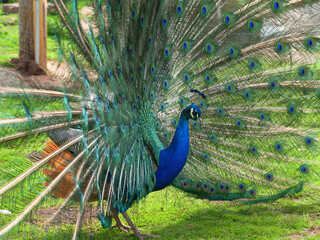 Obraz premium Blue peacock in the wild in various actions