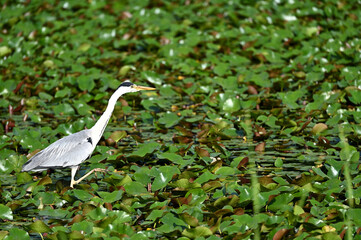 獲物を探すアオサギ