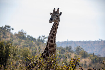 Giraffe looking for food and water in the African savannah of the Pilanesberg National Park in South Africa, a huge herbivorous animal.