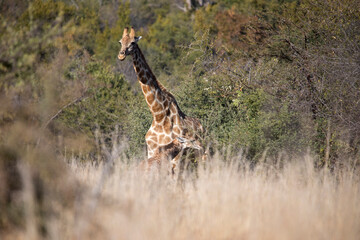 Giraffe walking through the African savannah of South Africa's Pilanesberg National Park with her calf, which she never loses sight of because of African predators.