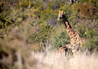 Giraffes eating from trees in the African savannah of the Pilanesberg National Park in South Africa, they are very tall herbivorous animals.