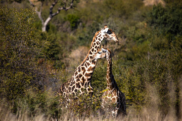 Beautiful pair of giraffes in the Pilanesberg National Park in South Africa, this is an animal that...