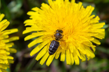 Closeup of the female of the Yellow-legged Mining Bee, Andrena flavipes on a yellow flower of dandelion , Taraxacum officinale