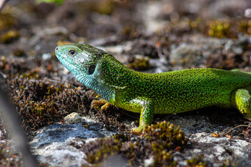 Naklejka na ściany i meble Green lizard, Lacerta viridis, is a species of lizard of the genus Green lizards. Lizard on the stone