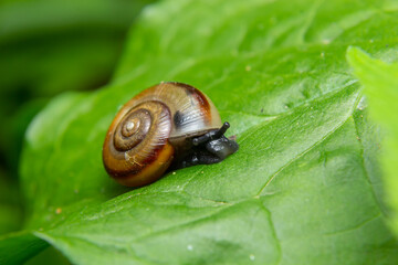 Oxychilus draparnaudi snail, blue body, on a green leaf. macro