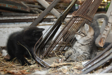 little fluffy kitten hid in the barn