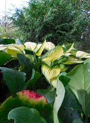 Bright yellow-green cream leaves of Hosta and Bergenia crassifolia in the garden. Large-leaved perennial ornamental plants.