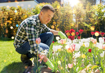 gardening and people concept - middle-aged man taking care of tulip flowers at summer garden