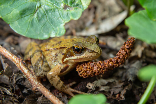Frog sitting in ambush on green moss. Its a spring frog, Rana dalmatina. In the Spring Forest