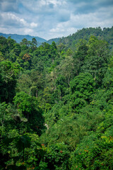 Background scenery of trees in the forest