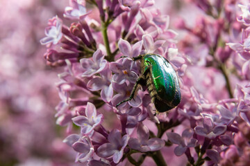 Golden bronze, Cetonia aurata, is a species of winged from the subfamily of bronzes, Cetoniinae. Bronze beetle collects nectar and pollen from the flowers of a lilac bush, Syringa
