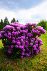 Obraz premium Azalea , blooming rhododendron , - beautiful flowering decorative shrubs
