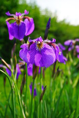 Iris flower - decorative flower in the garden and in the meadow 