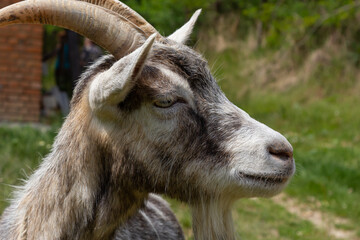 A cute feeding goat in gray and orange color grazing in the meadow