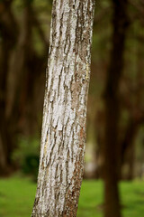 Wooden Bark in the garden , Close up Texture