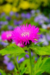 Fototapeta premium cornflower whitish - (Centaurea dealbata Willd.), A species cultivated