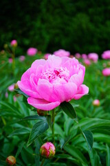 Flowering peonies (Paeonia) - in the garden. Beautiful blooming peonies  - beautiful green areas of the city