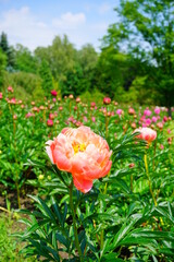 Flowering peonies (Paeonia) - in the garden. Beautiful blooming peonies  - beautiful green areas of the city
