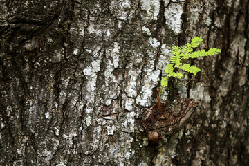 Wooden Bark in the garden , Close up Texture