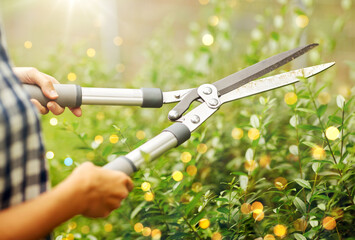 Obraz premium gardening and people concept - woman with pruner or pruning shears cutting branches at summer garden