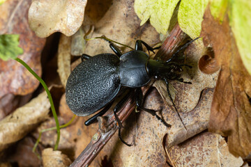 Carabus coriaceus is a species of beetle widespread in Europe, where it is primarily found in deciduous forests and mixed forests.