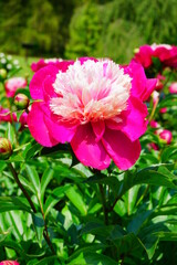 Flowering peonies (Paeonia) - in the garden. Beautiful blooming peonies  - beautiful green areas of the city